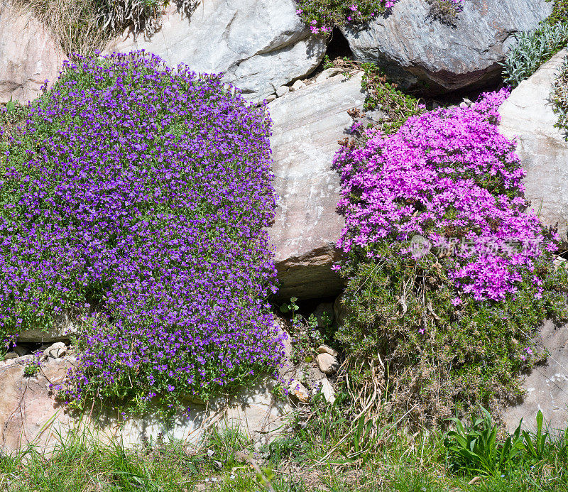 Lilacbush, Blaukissen (Aubrieta) 和 Pink Phlox (Phlox Subulata)